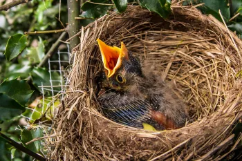 Hungry baby bird in a nest