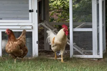 Backyard chickens near their coup. 
