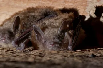 Brown bats in the ceiling rafters