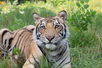 India the tiger lies in a meadow in his enclosure at Black Beauty Ranch