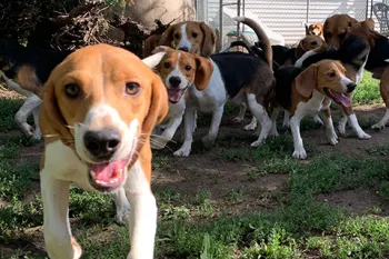 Beagles removed from research lab play at shelter