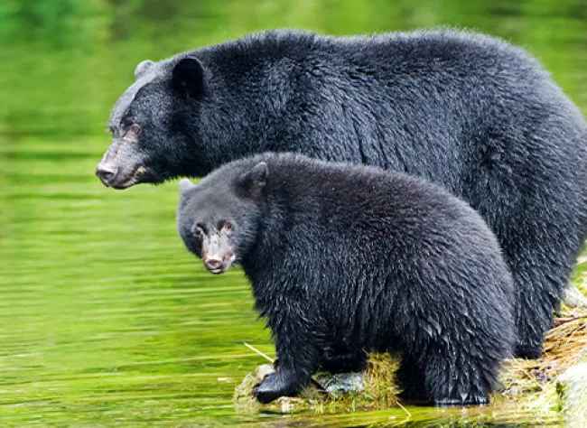 Wild black bears next to body of water