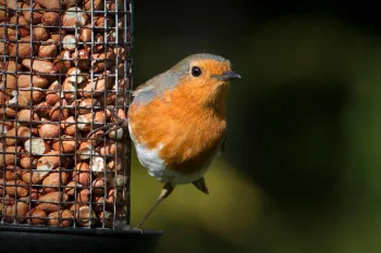 Backyard bird feeder Robin sitting on a bird feeder filled with peanuts