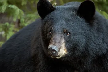 Black bear
