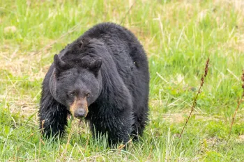 Black bear at Yellowstone National Park