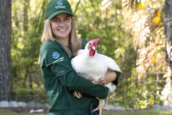 Staff interacts with pigs and chickens at er farm animal sanctuary, Yesahcan Sanctuary