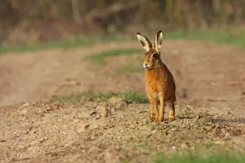 Brown hare