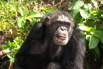 Bullet at Second Chance Chimpanzee Refuge