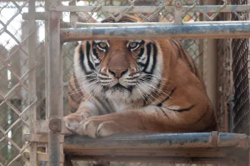 Captive tiger left alone and distressed in a cage between performances.