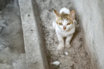 Cat rescued from the cat meat trade in Viet Nam
