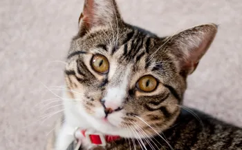 Portrait of a tabby cat