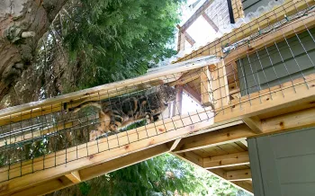 cat climbing in catio