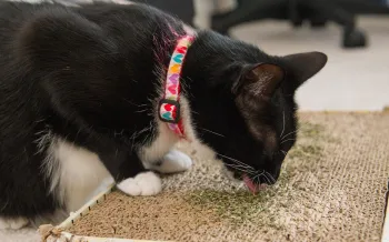 What is catnip? Can cats eat catnip? A black and white cat licks catnip left on a cardboard toy