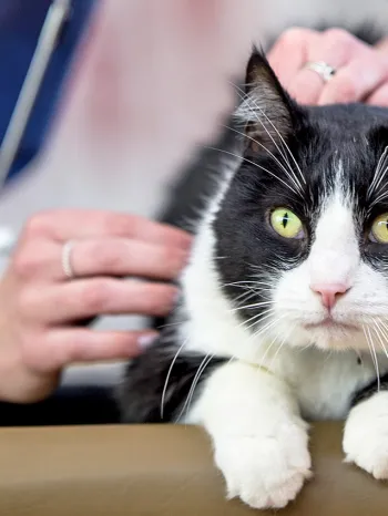 Black and white cat being checked out by a veternarian