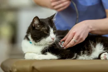 A sick looking cat being seen by a vet.
