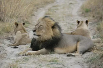 Cecil and his cubs