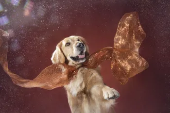 Chewy, dog meat trade survivor