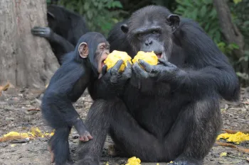 liberia chimps