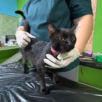 A black cat stands on an exam table, held by the gloved hands of a vet tech