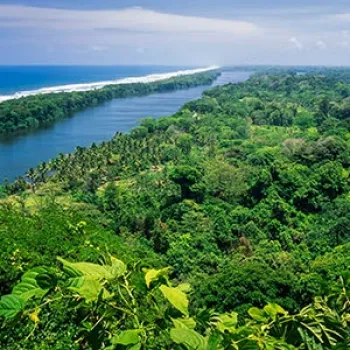 An aerial view of a lush, green seaside forest with a large water canal running into the distance