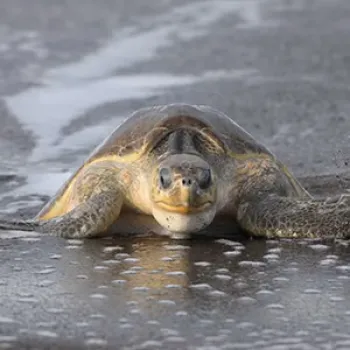 A sea turtle faces the camera on a beach with a receding tide
