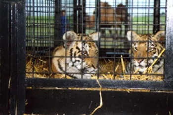 Two young tigers held captive in a cage.