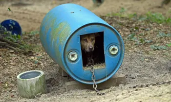 Rescued from dogfighting in Florida