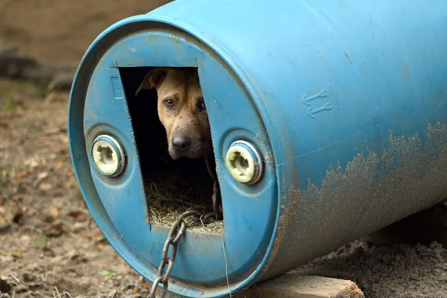 a dog in a barrel