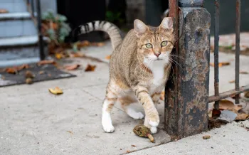 cat standing next to metal fixture