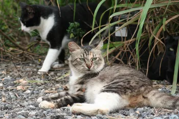 Outdoor cats sitting outsite