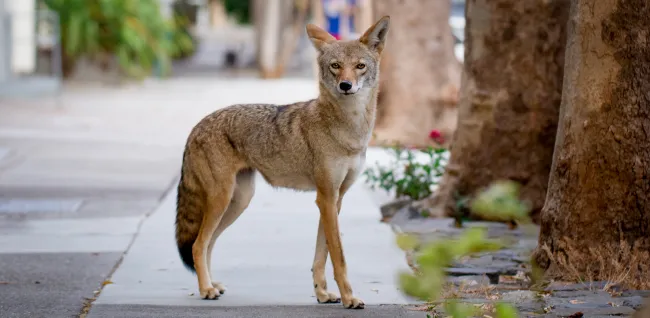 Coyote on an urban sidewalk