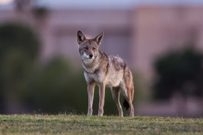 Coyote in the neighborhood