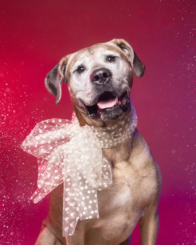 Dog styled and posed for a photoshoot