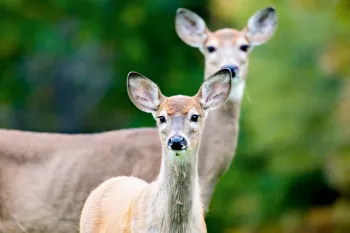 two deer in a yard