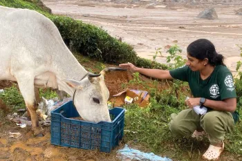 Humane World for Animals India helped feed animals after a flood.