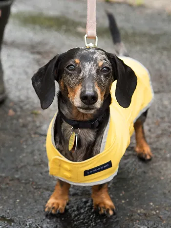 Small dog wearing a rain jacket