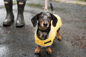 Small dog wearing a rain jacket