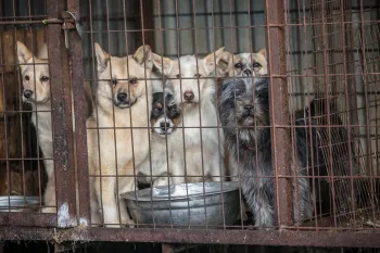 A dog with grey hair, far right (Shadow), bound for the U.K., is locked up in a cage along with other dogs at a dog meat farm in Wonju, South Korea