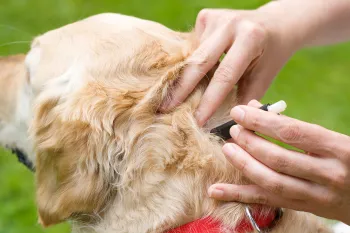 A person puts tick medicine on the back of a golden retriever's neck