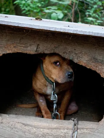 A scared, brown dog rescued from a suspected dogfighting crime ring sits huddled inside a dilapidated, wooden structure. A tight collar circles their neck and chains the dog to the their inadequate shelter. The dog peeks out from the shadows.
