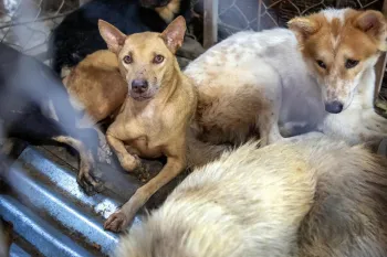 Dogs locked in cages at a restaurant serving dog meat