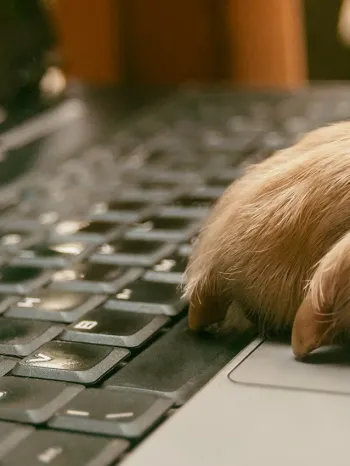Dog paw on laptop computer