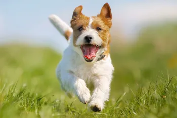 happy dog running outside in the grass