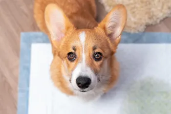 Corgi using a wet pad to potty train a puppy