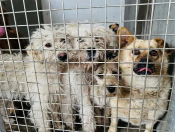 Dogs rescued from slaughterhouse on outskirts of Yulin, China, June 2023