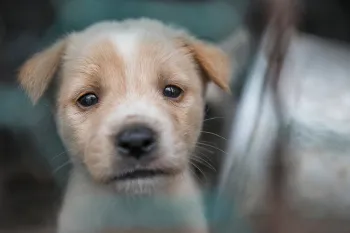 Puppy before being rescued at a dog meat farm