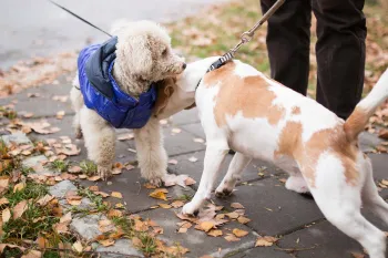 Dogs meeting outside Dogs meeting outside