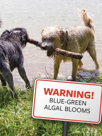 Dogs playing in water with superimposed sign stating: "Warning! Blue-green algal blooms"