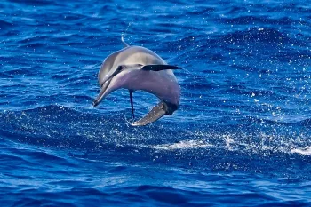 Dolphin Hawaiian spinner dolphin calf in the ocean