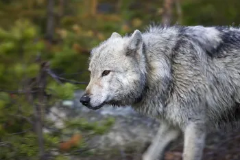 A gray wolf walks through the forest of Yellowstone National Park in Wyoming.